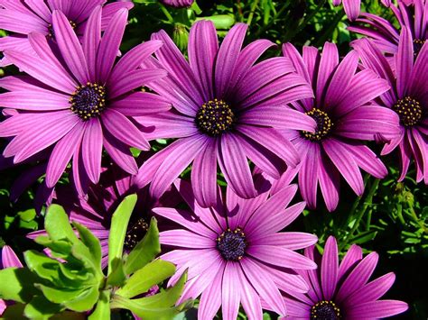 Purple Daisy Photo Page Everystockphoto Types Of Purple Flowers