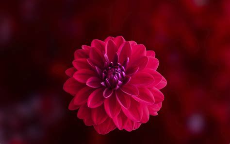 3840x2400 Pink Dahlia Flower 4k Hd 4k Wallpapers Images Backgrounds