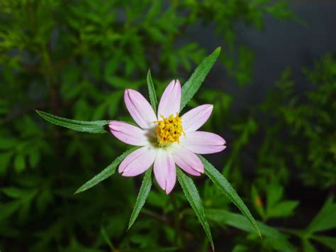Foto Foto Makro Bunga Kenikir yang Indah