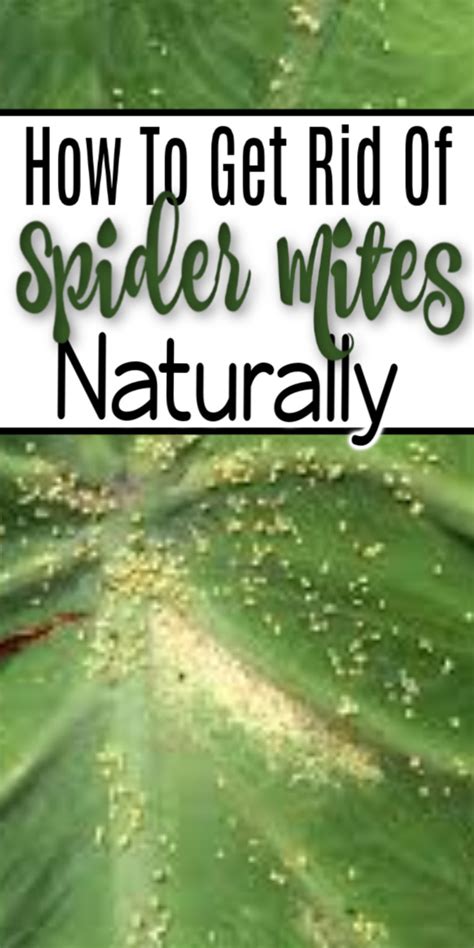 39 Awesome How To Get Rid Of Mites On Plants Organically Fulton