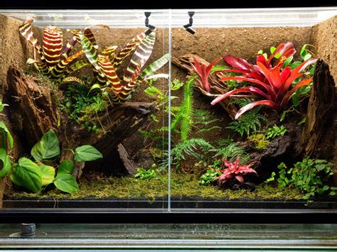 Reptiles And Houseplants Growing Plants For A Terrarium With Reptiles