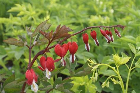 Select from premium bleeding heart images of the highest quality. Bleeding Heart Dicentra spectabilis x Valentine 'Hordival ...