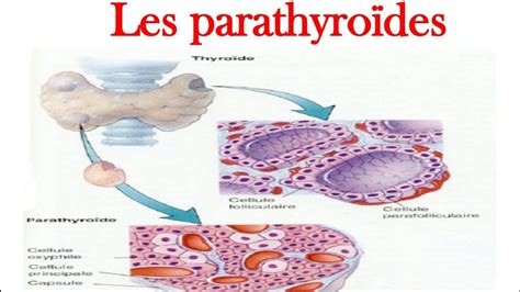 Glandes Parathyroïdes Histologie YouTube