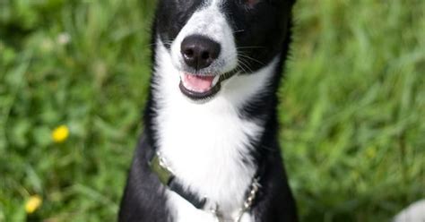 He is young at 3 yr and he would love to get adopted or rescued soon! Whippet Border Collie Mix | Greyhound Border Collie Mix Be ...