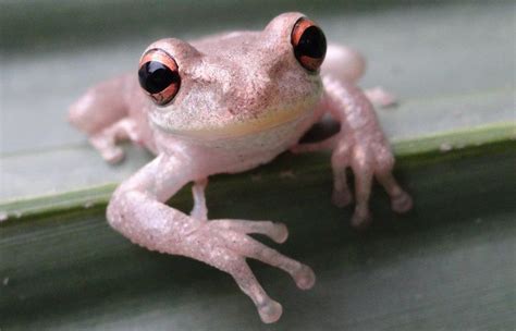 Invasive Fist Sized Cuban Tree Frogs Spread To New Orleans The