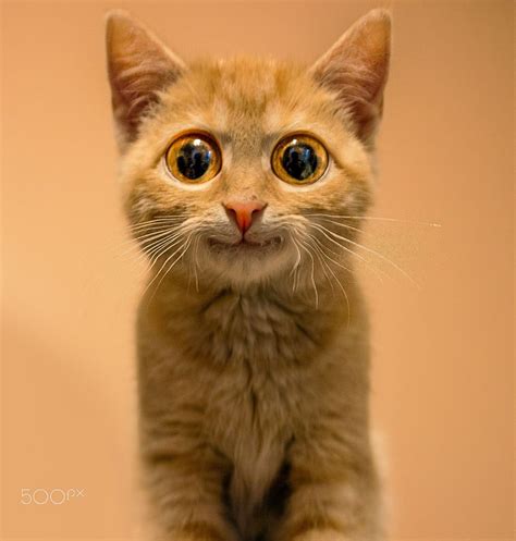 Funny Big Eyed Kitten Smiling Cats With Big Eyes Kitten Cute Animals