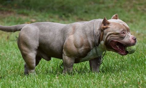 American Bully Dog Info Size Temperament Lifespan And Pictures