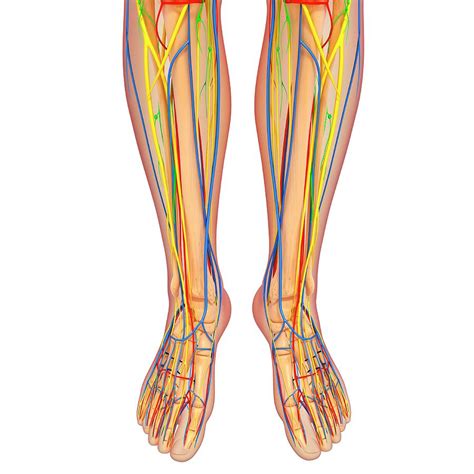 Blood vessels and lymphatics of the lower limb. Lower Body Anatomy Photograph by Pixologicstudio/science Photo Library