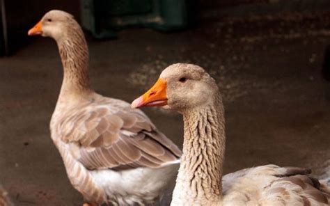 14 Most Popular Domestic Geese Breeds Learnpoultry