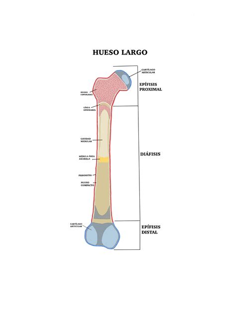 Hueso Largo Anatomia Del Hueso Huesos Anatomia Partes De Un Hueso