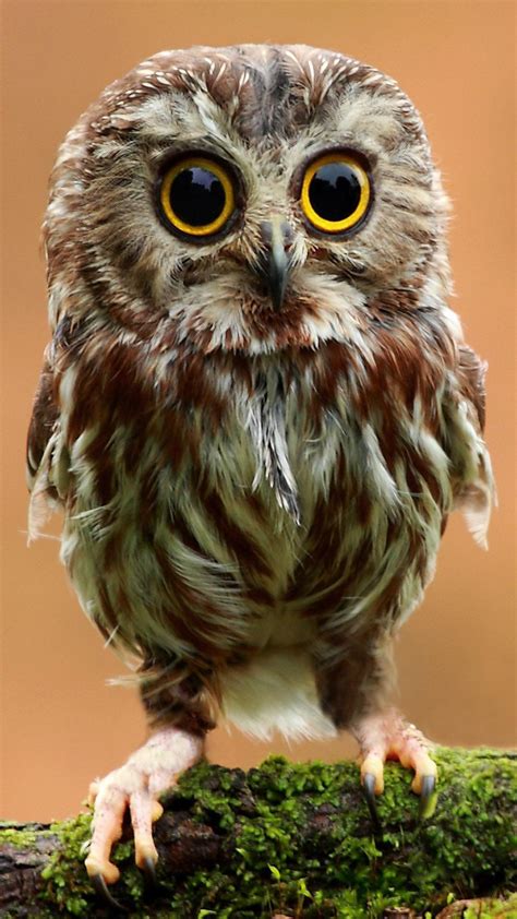 Very Cute Baby Owls