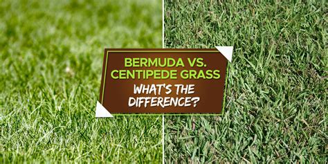 Bermuda Vs Centipede Grass Which Is Better Grow Your Yard