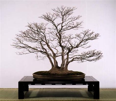 Messages 5,410 reaction score 21,916 location northern new jersey. Yamamomiji - Mini Bonsai Gallery - Bonsai - Virtual ...