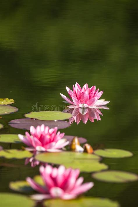 A Beautiful Light Pink Water Lilies Growing In A Natural Pond Stock
