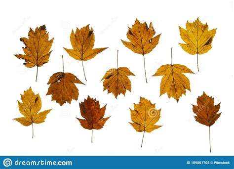 Isolated Picture Of Dry Autumn Leaves Stock Photo Image Of Forest
