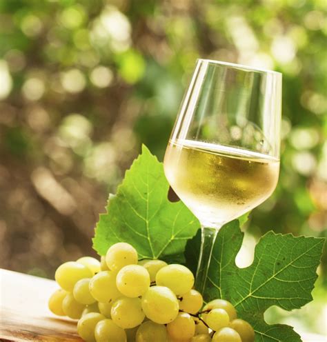 Check spelling or type a new query. Best Grapes For Home Winemaking - Which Grapes Are Used To ...