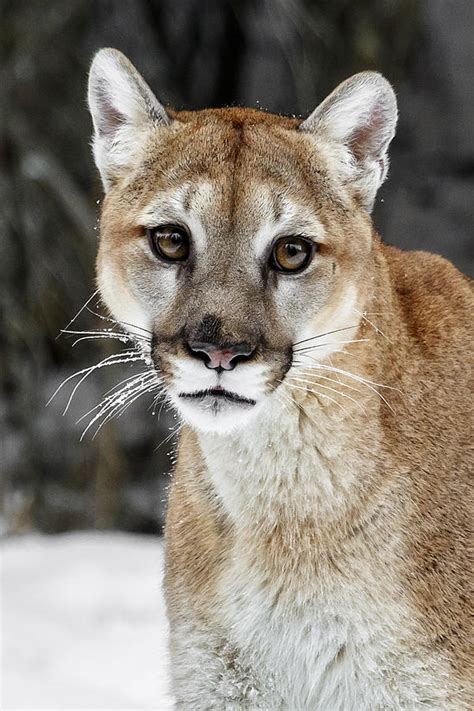 Cougar Closeup Photograph By Wes And Dotty Weber Fine Art America