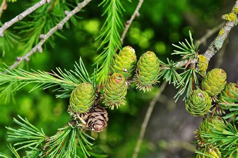 Larch Tree Branches With Cones In Spring Stock Image