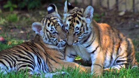 Photos Bengal Tiger Cubs Make Debut At Six Flags Discovery Kingdom In
