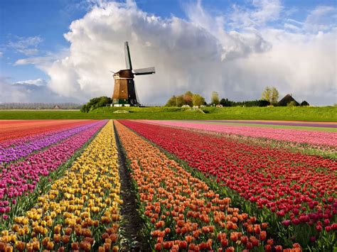 ♥see The Magic Netherlands Tulips Fields Most Beautiful Cities