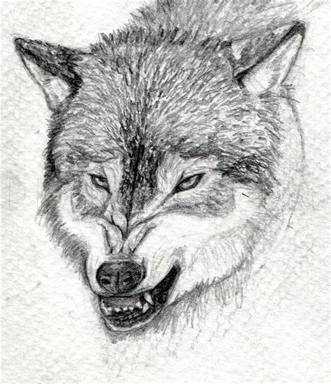 How To Draw A Growling Wolf Step By Step Drawing Guide By