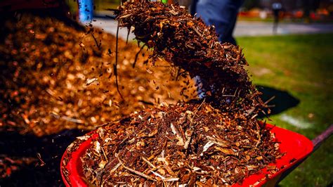 The Joy Of Planting Native Trees In Durham North Carolina Leaf And Limb