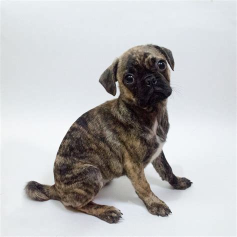 Our Brindle Pug Had Puppies This Is One Of Them Rpug