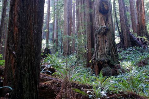 Prairie Creek Redwoods State Park Orick All You Need To Know Before