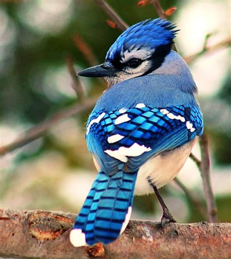 20 Amazingly Beautiful Birds Of The World For Your Inspiration