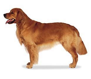 Golden Retriever | Dog Breed Health
