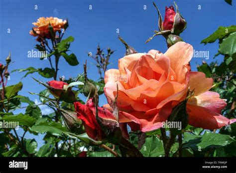 Shrub Rose Rosa Westerland Climbing Roses Stock Photo Alamy