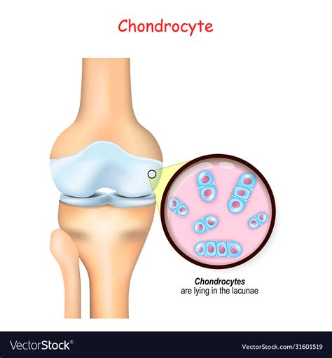 Knee And Close Up Cells A Cartilage Royalty Free Vector