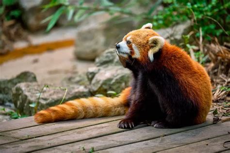 Are Red Pandas Dangerous To Humans? (Answered) - WildLifeFAQ