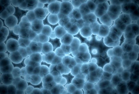 Microscopic Human Cells Photograph By Jesper Klausen Science Photo