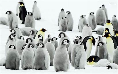 Penguins Wallpapers Avante Biz Penguin