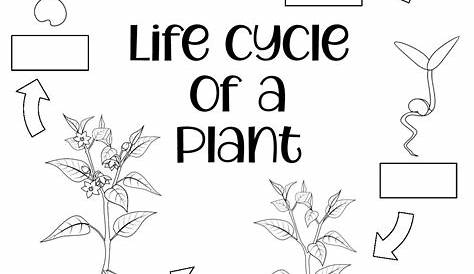 Plant Life Cycle for Kids [Free Worksheets] | Plant life cycle
