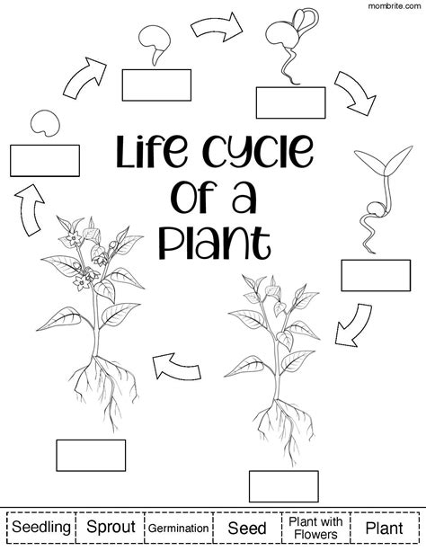 Life Cycle Of A Seed Worksheet Isaiah Bartels