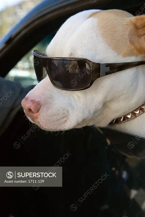 Dog Wearing Sunglasses Superstock