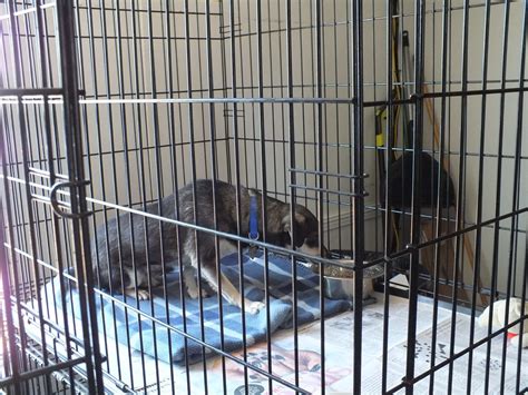 Animal Services Rescues Overloaded With Abandoned Dogs Cats El Paso