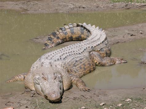 Versus Anaconda V Salt Water Crocodile Cool Facts About Animals
