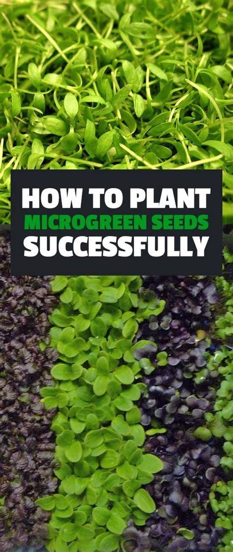 Learn How To Plant Microgreen Seeds To Grow Your Own Healthy Fun