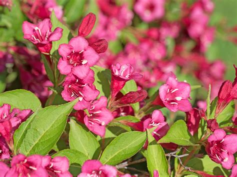 Buy Weigela Bristol Ruby Hedging Plants From Hopes Grove Nurseries