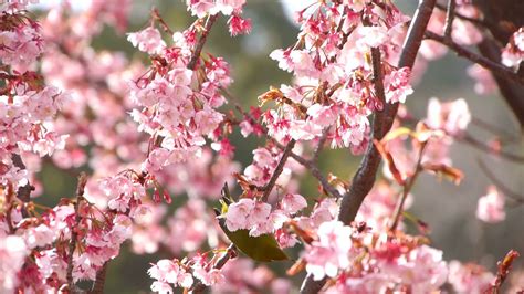Nightingale Bird On Pink Cherry Blossom Tree In Japanese