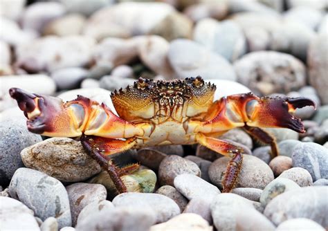 A Guide To The Different Types Of Crab American Oceans 2023
