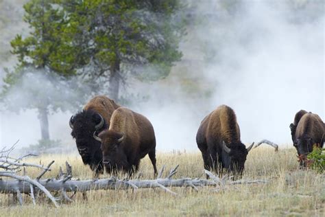 B Arturo De Frias Wildlife Photography B Bison And Hot Springs