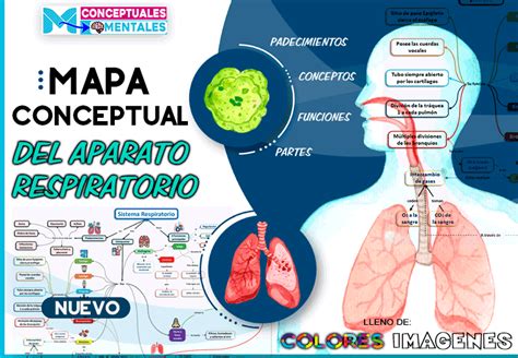 Aparato Respiratorio Visto Desde Un Mapa Conceptual Mapa Conceptual Mapas Sistema Del Cuerpo