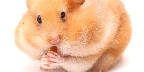 Hamsters From The Wild To Your Bedroom Vlrengbr