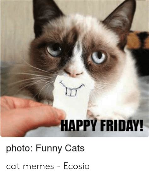 Happy Friday Photo Funny Cats Cat Memes Ecosia Cats