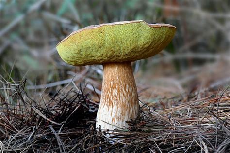 Bolete Bolete Fungi Mushroom Like Fruiting Body Fleshy Flickr