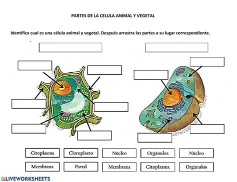 Partes De La Celula Animal Y Vegetal Ficha Interactiva